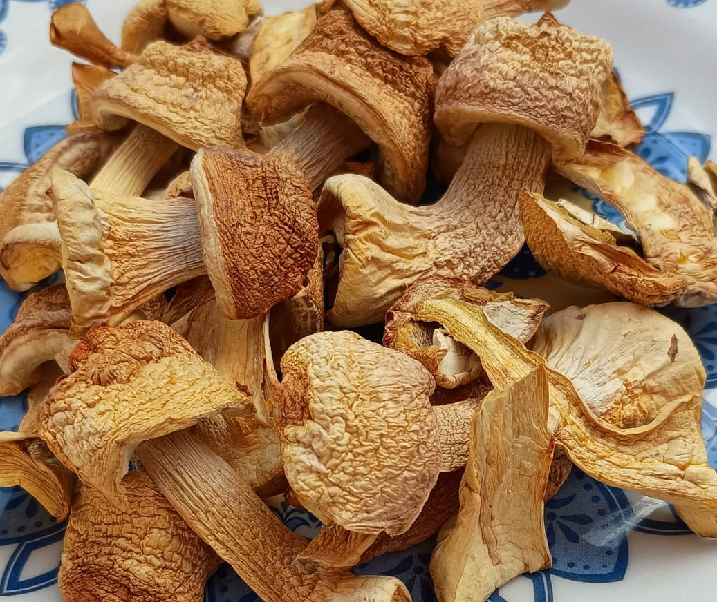 blazei